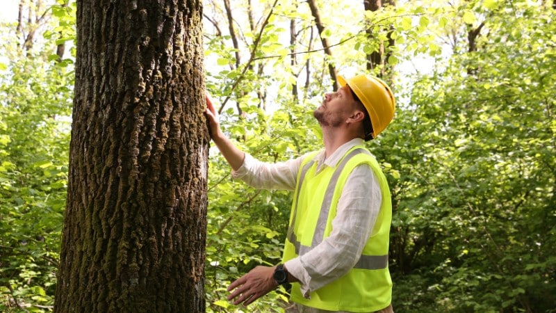 An ISA Certified Teachers Tree Service Arborist in a yellow hard hat and safety vest examining the trunk and canopy of a mature ash tree during an on-site assessment.