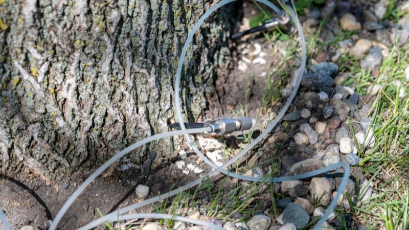 Closeup of clear tubing and a metal injection port inserted into the base of an ash tree trunk delivering systemic insecticide treatment for emerald ash borer.
