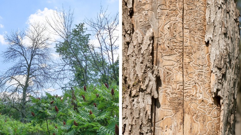Side-by-side photo showing two emerald ash borer symptoms: a leafless dead ash tree canopy against blue sky (left), and serpentine larval tunnels carved into exposed ash wood under peeled bark (right).