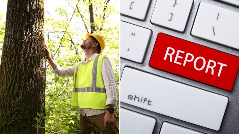 A two-paneled image showing a Teachers' Certified Arborist in a yellow safety vest inspecting a tree trunk alongside (left) and a red "REPORT" key on a computer keyboard, representing professional beech leaf disease assessment and case reporting (right).