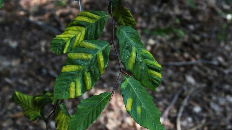 Close-up of American beech leaves displaying yellow striping and banding between the leaf veins, a characteristic visible symptom of beech leaf disease.