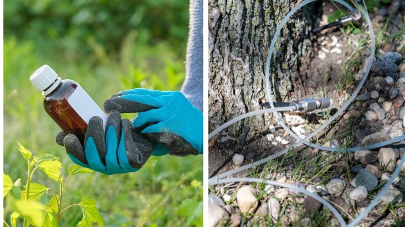 Gloved hand holding an amber-colored nematicide bottle alongside a trunk injection system inserted into a beech tree, illustrating professional beech leaf disease treatment application.