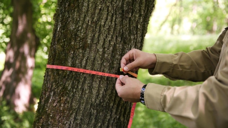 Close-up of hands in tan/brown long-sleeved shirt measuring a tree trunk with a red fabric measuring tape, positioned roughly 4.5 feet above ground level on gray bark in a wooded setting.