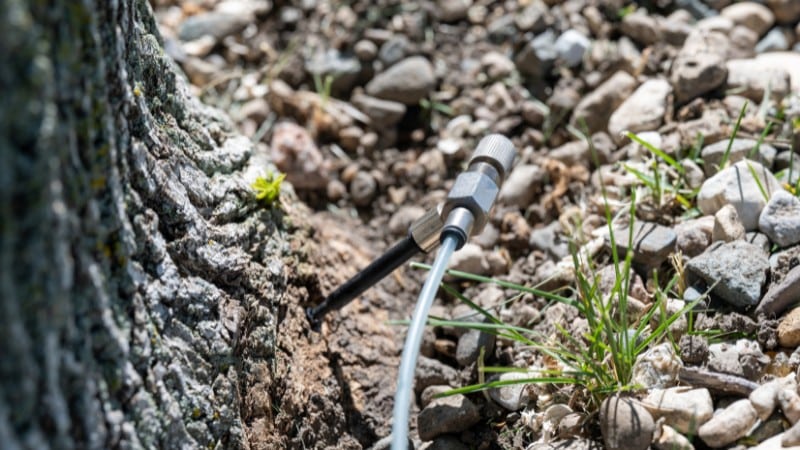 Close-up of a gray and black soil injection probe with tubing attached, positioned at soil level near the base of a tree trunk, with rocky soil and small green plants visible around it.