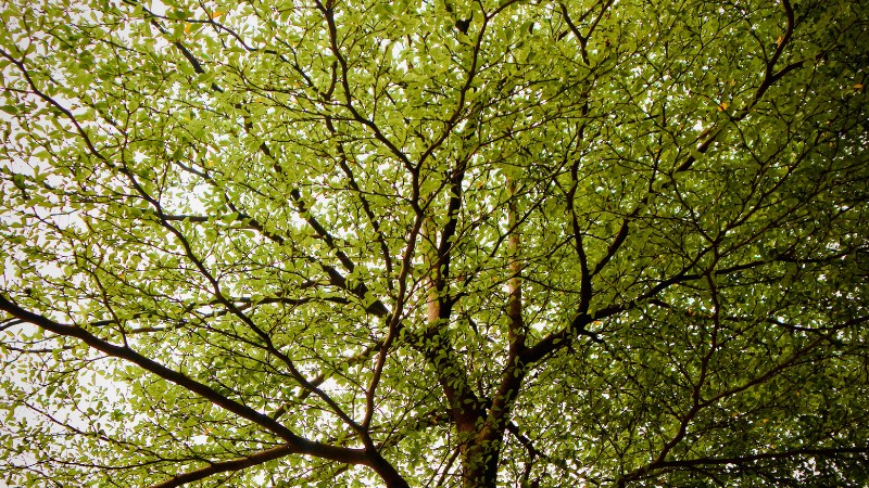 Upward-angled photograph of a beech tree canopy showing noticeably sparse and thinned foliage with visible branching structure, gaps between major limbs, and reduced leaf density compared to a healthy full canopy.