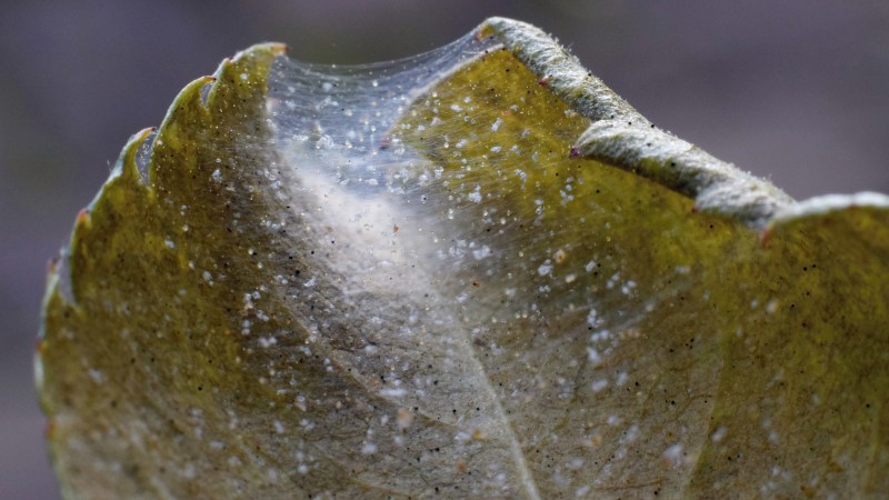 Close-up of a yellowing leaf covered in fine spider mite webbing with tiny white spots of stippling damage visible across the leaf surface.