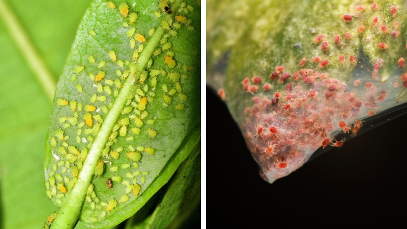 Side-by-side comparison showing yellow-green aphids clustered on the surface of a leaf next to red spider mites gathered on a leaf covered in fine webbing.