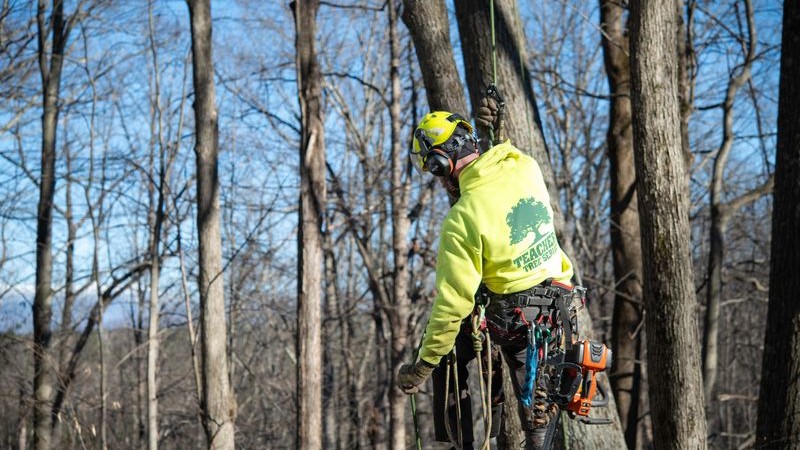 A Teachers Tree Service arborist in a high-visibility yellow hoodie and climbing harness works among bare hardwood trees during late winter in Vermont.