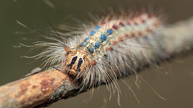 Front-facing close-up of a spongy moth caterpillar on a branch showing distinctive blue dots, red dots, and tufts of hair.