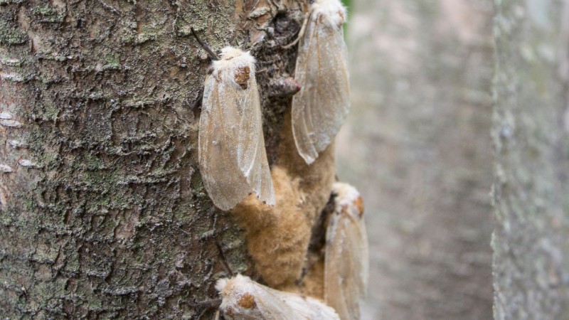 Several adult female spongy moths clustered on a tree trunk next to a tan, fuzzy egg mass.