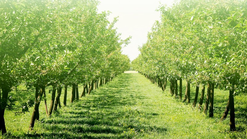 Two symmetrical rows of lush green fruit trees in a well-maintained Vermont orchard during midsummer with sunlight filtering through the canopy.