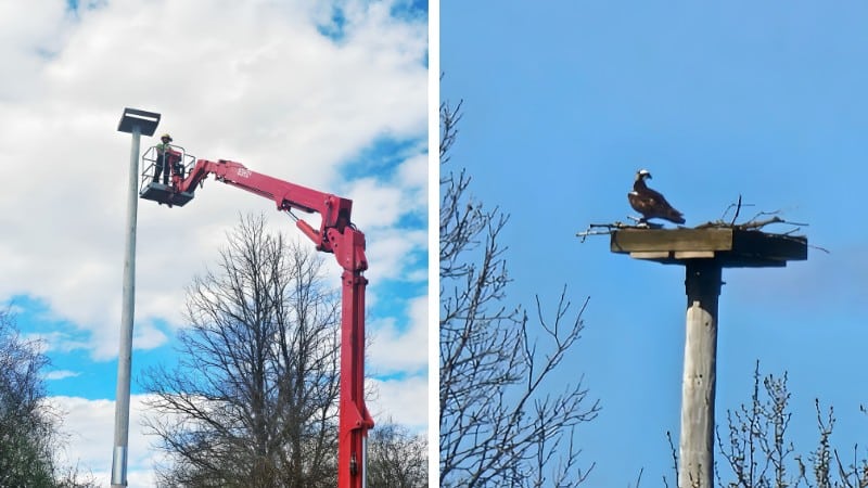 A two-panel image with an osprey on the nest (right) and a guy on a lift fixing the platform made-shift nest on top of a pole
