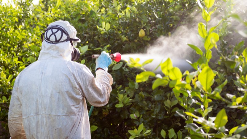A Teachers Tree Service plant health care technician in protective equipment applying a foliar spray treatment to trees and shrubs.