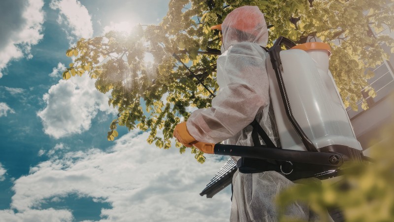 A Teachers Tree Service plant health care technician in protective gear carrying a backpack sprayer while treating a tree canopy on a sunny day.