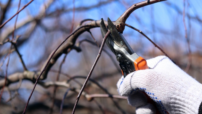 Close-up of a gloved hand using bypass pruning shears to make a dormant-season cut on a bare fruit tree branch against a soft blue winter sky.