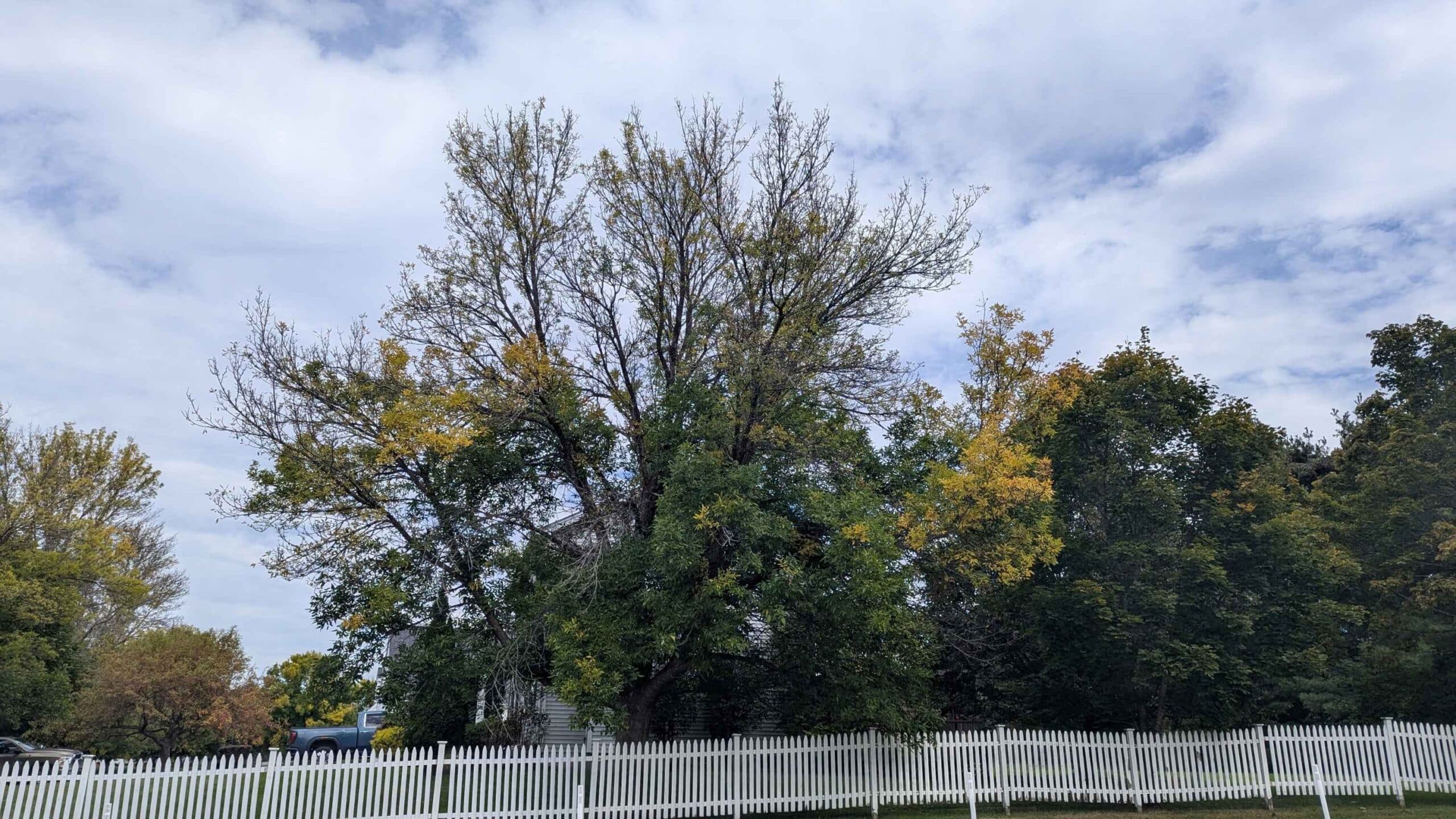 A tree showing signs of an emerald ash borer: a dying upper canopy with dense epicormic sprouts (left) and the serpentine S-shaped galleries (right) created by EAB larvae feeding underneath the bark.