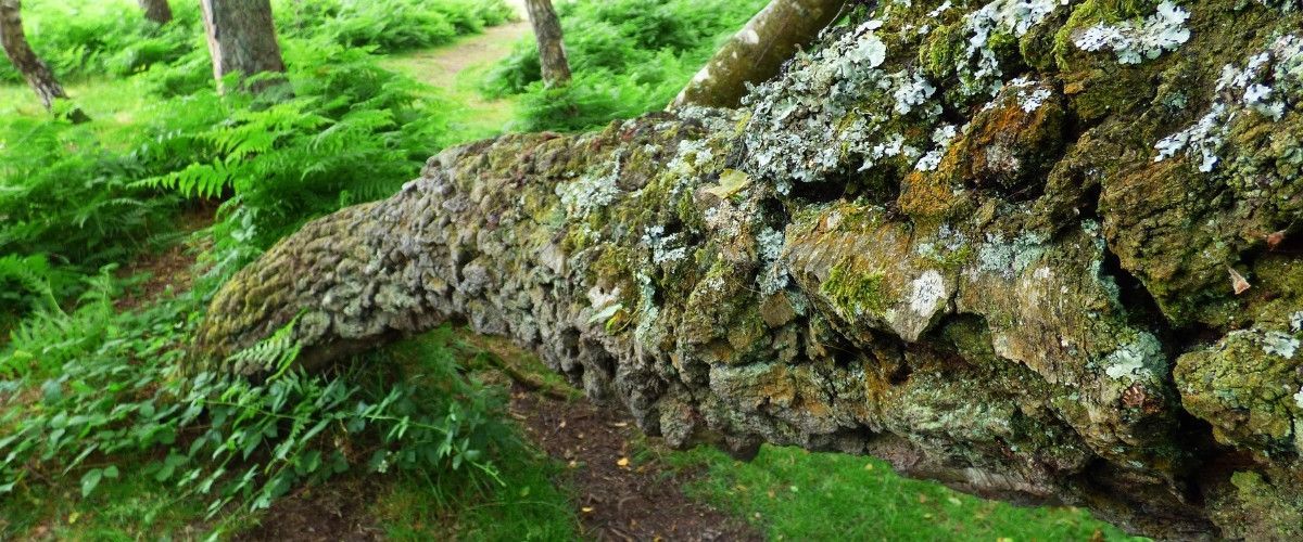 A large old tree leaning low across a forest floor, its trunk covered in moss and lichen.