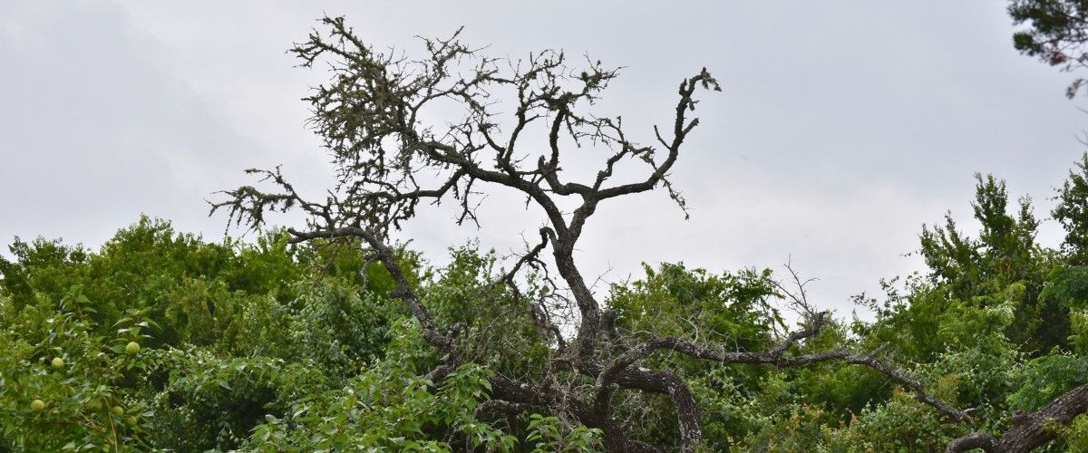 A mature tree dying from the top down, its upper branches bare and gray with lichen while the lower canopy around it stays green illustrating a classic sign of crown dieback.