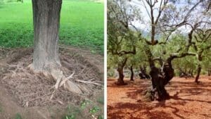 A two-paneled image of an excavated tree base revealing thick girdling roots circling the trunk (left) and aging trees struggling in dry, compacted soil (right).