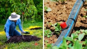 A two-paneled image showing a gardener spreading a ring of mulch around a young tree, kept back from the trunk (left) and a drip irrigation line watering plants in dry, cracked soil (right).