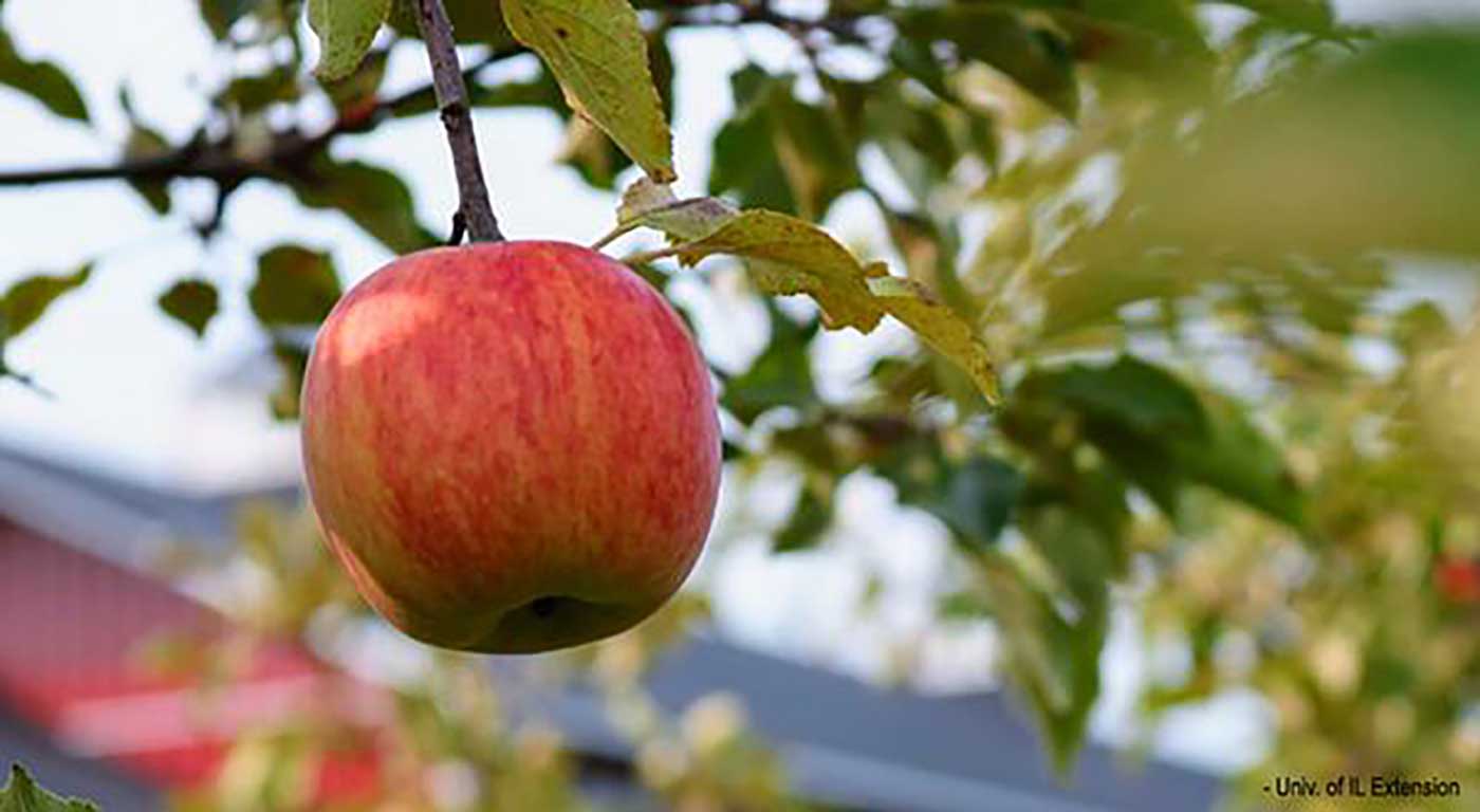 a red apple hanging by a tree