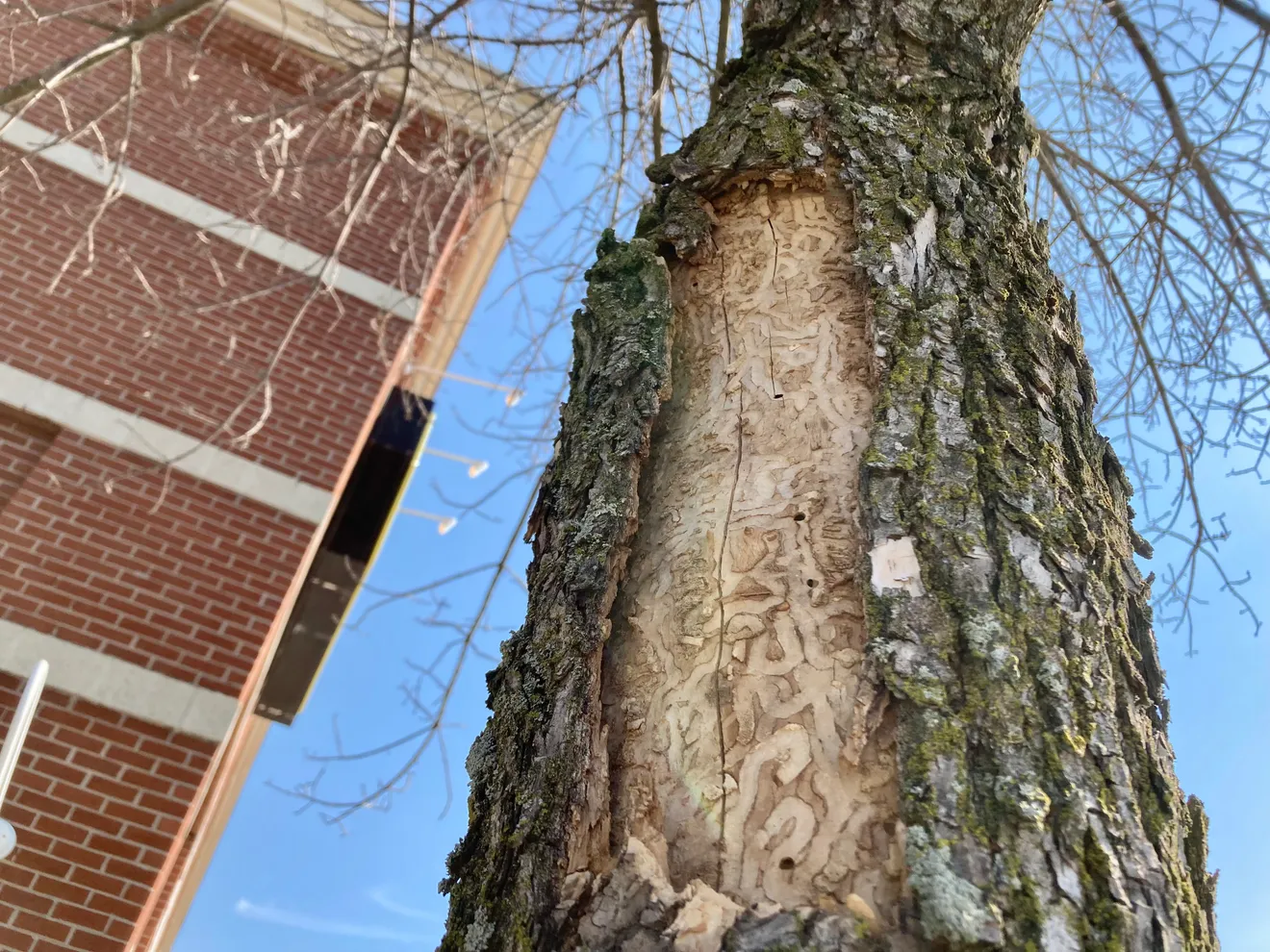 Tree trunk with bark stripped away revealing serpentine emerald ash borer larval tunnels in the wood