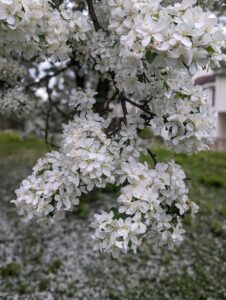 White clustered flowers of a crabapple tree during spring