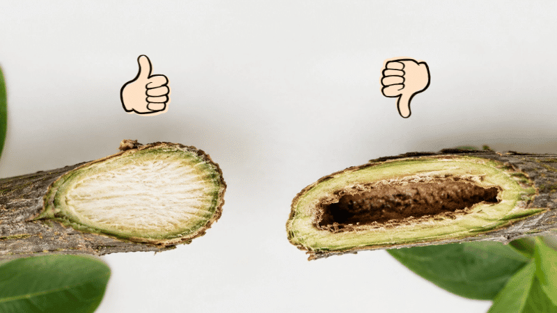 A hollow, brown pith means invasive honeysuckle, while a solid, white pith means a native plant worth keeping. Cut stem cross-section of invasive shrub honeysuckle showing a hollow, brown pith.