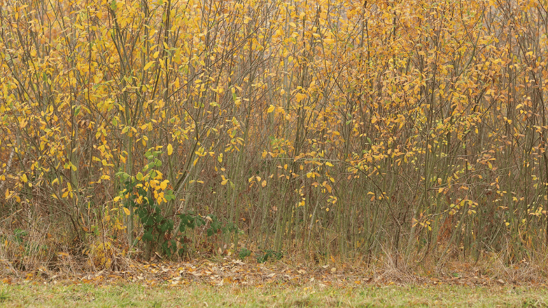 Tree lines and wooded edges are where buckthorn and honeysuckle spread fastest, often out of sight of the house. Dense thicket of invasive buckthorn and honeysuckle along a wooded tree line on a Vermont property.