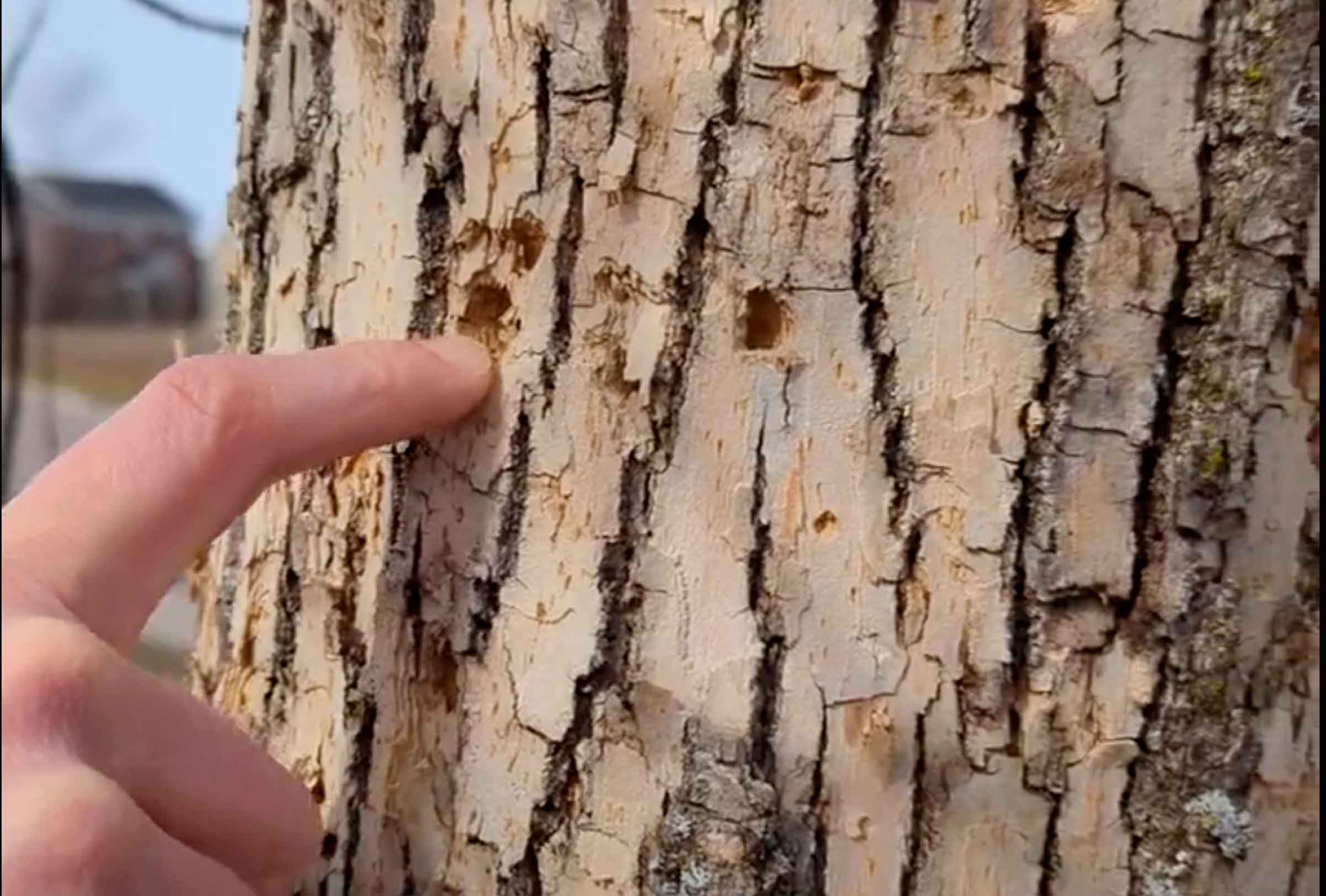 Close-up of an ash tree in Vermont showing peeling bark and thinning canopy from Emerald Ash Borer damage.