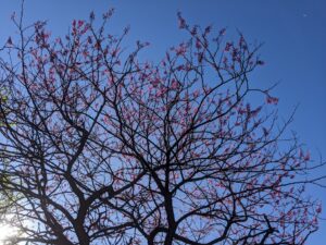 pink blooms on a tree with the blue sky in the background