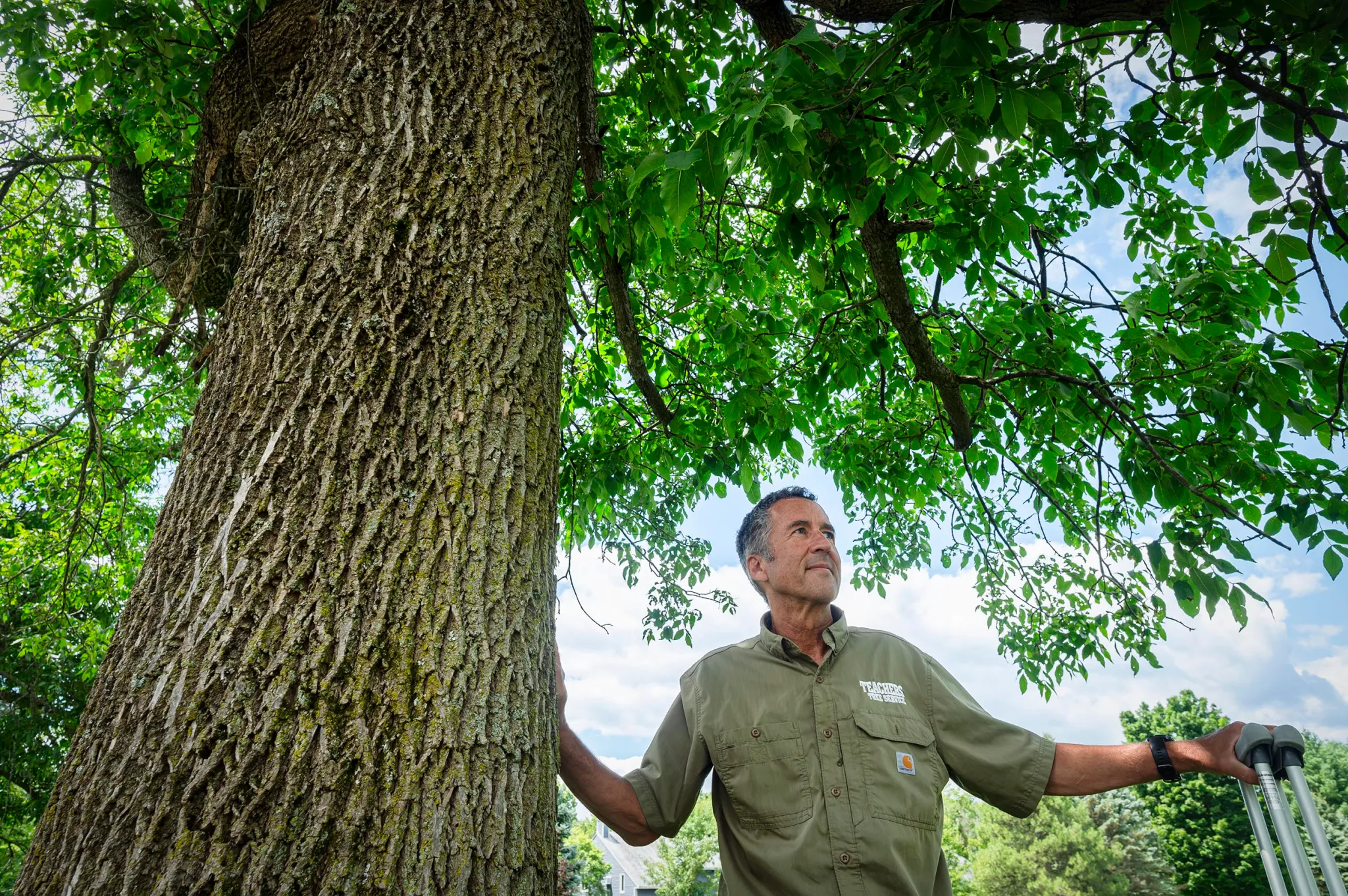 Teachers Tree Service arborist examining a mature ash tree's trunk and canopy during an inspection