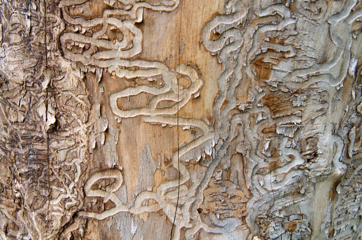 galleries on an ash tree done by EAB larvae