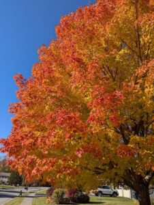 fiery red-orange leaves of a maple tree during fall season