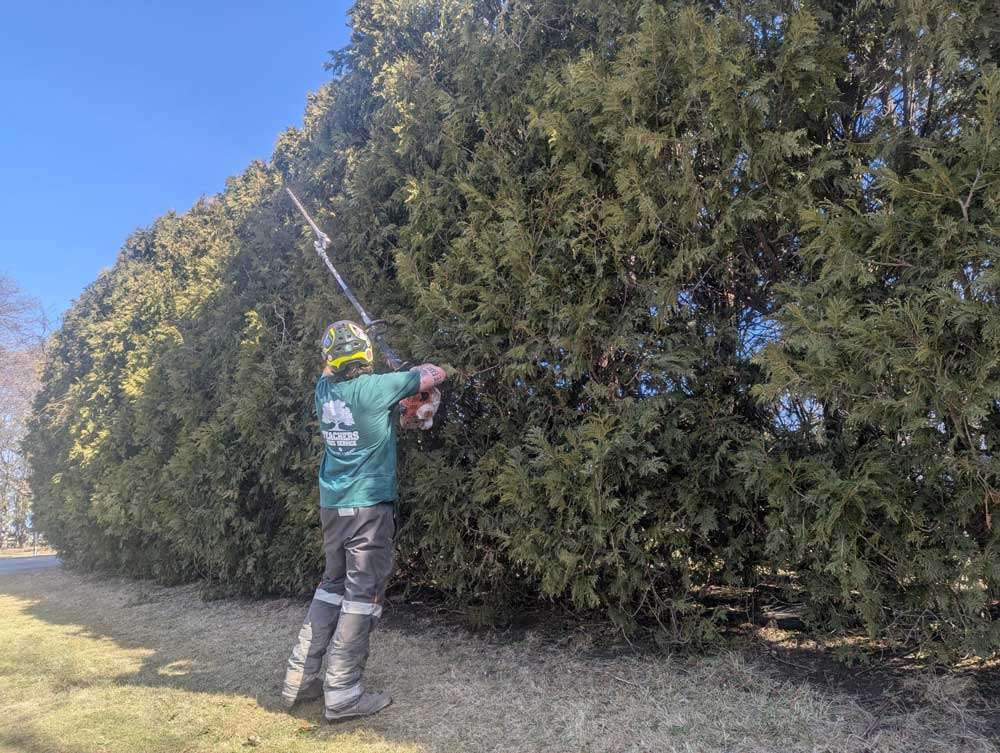 Teachers Tree Service arborist using a pole saw to trim and shape a tall evergreen hedge