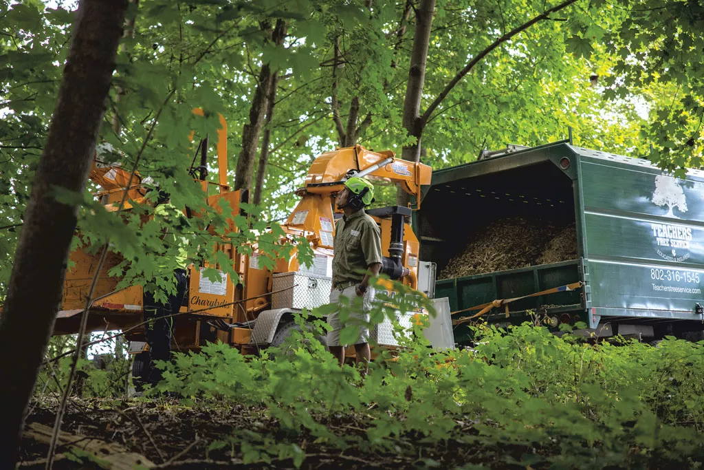 Teachers Tree Service crew operating a wood chipper and dump truck during a tree care job in a wooded area