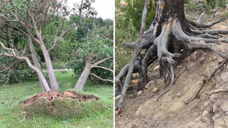 Left, soil mounded and heaved up at the base of a leaning tree; right, tree roots exposed by eroded soil on a slope.