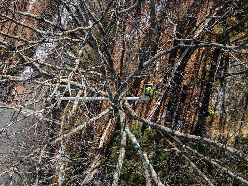 Aerial view of a Teachers Tree Service arborist pruning a large tree from an elevated bucket lift in early spring