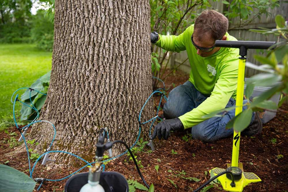Teachers Tree Service PHC technician setting up trunk injection equipment for insecticide treatment around a mature tree