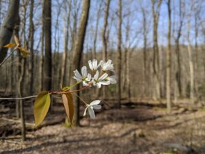 white blooms during spring