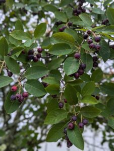 red and purple serviceberry hanging close to its branches