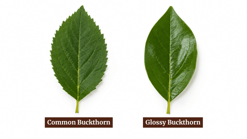 Leaf edges are the fastest way to tell common buckthorn from glossy buckthorn: toothed edges for common, smooth and shiny for glossy. Side-by-side leaves of common buckthorn with finely toothed edges and glossy buckthorn with smooth, shiny edges.