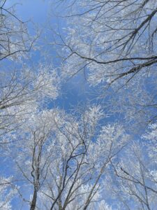 white snow covering the branches of a tree canopy during winter
