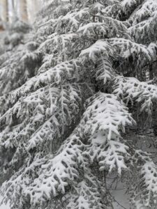 snow over spruce leaves during winter
