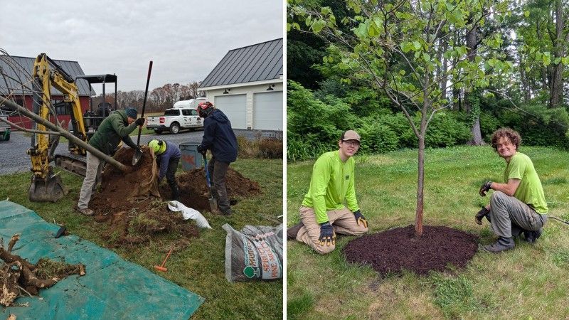 Split photo comparing a fall tree planting job with an excavator to a spring planting of a leafed-out young tree.