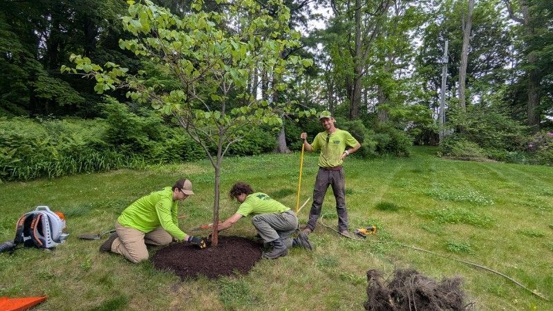 Teachers Tree Service crew planting a young tree with a properly formed mulch ring.