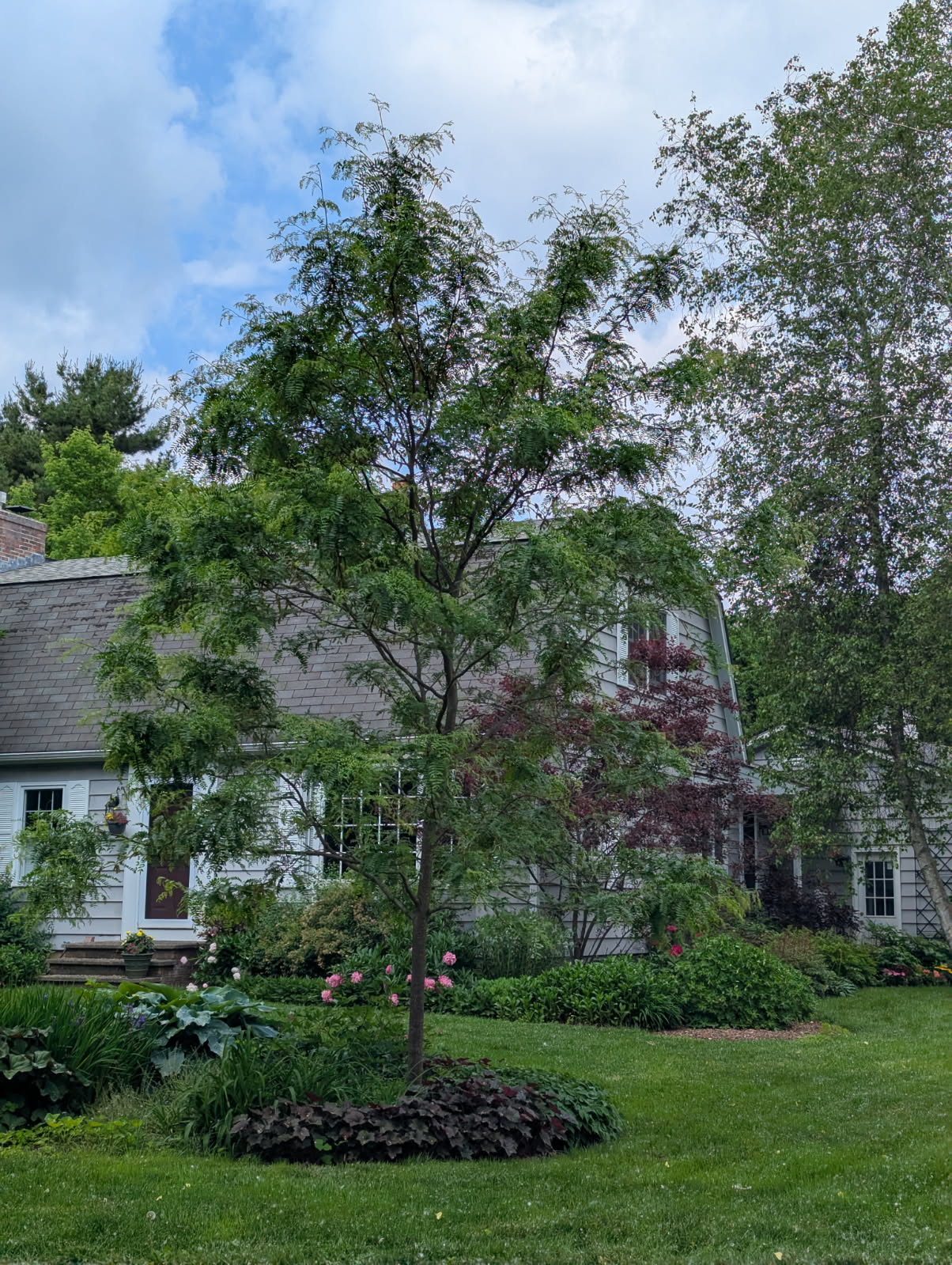 Newly planted honey locust tree on a manicured lawn in front of a residential home