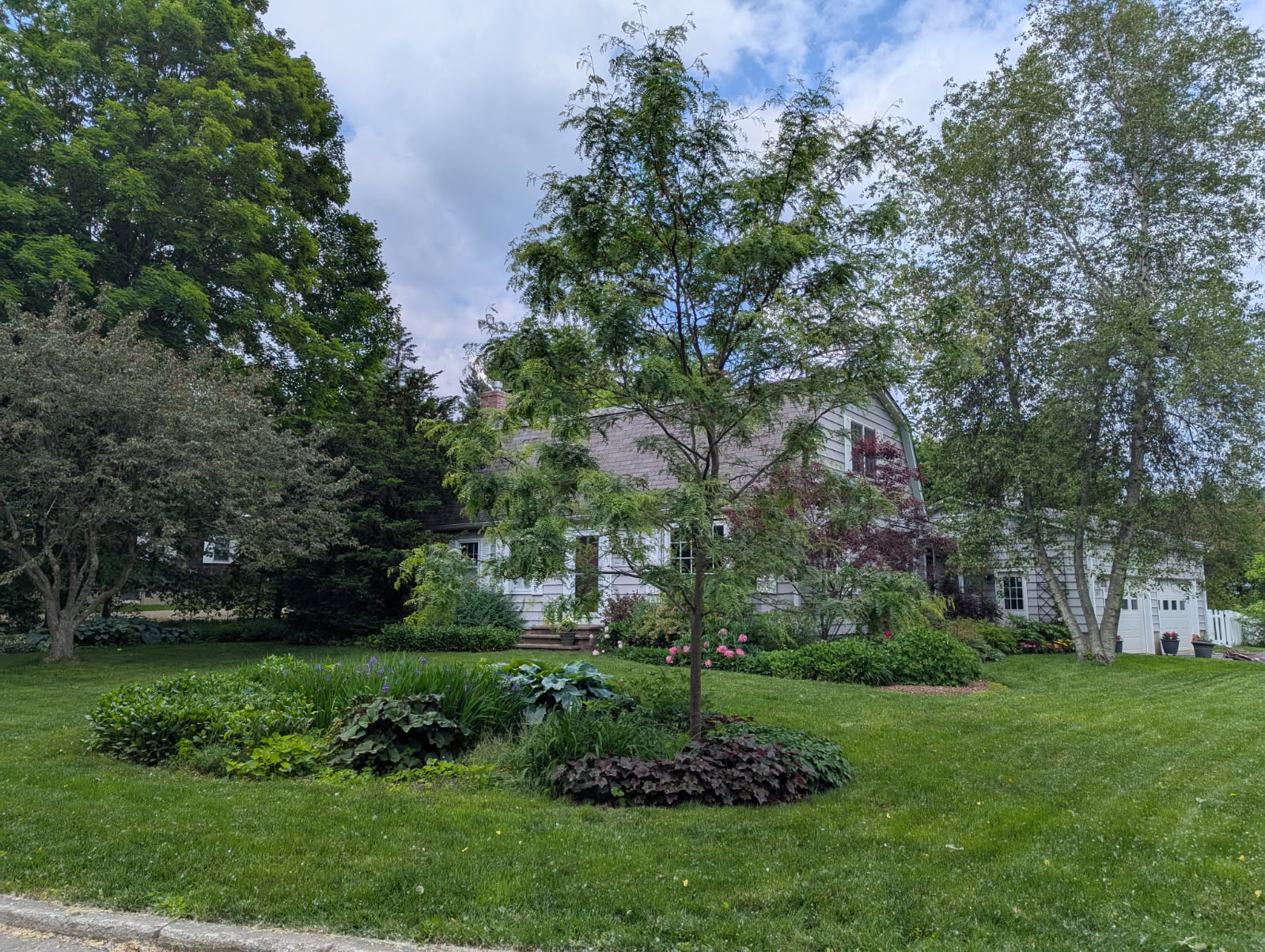 Newly transplanted honey locust tree on a landscaped residential property