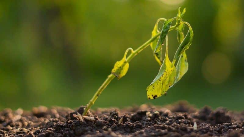 Wilting newly planted seedling with drooping leaves struggling to establish.
